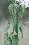 White snakeroot